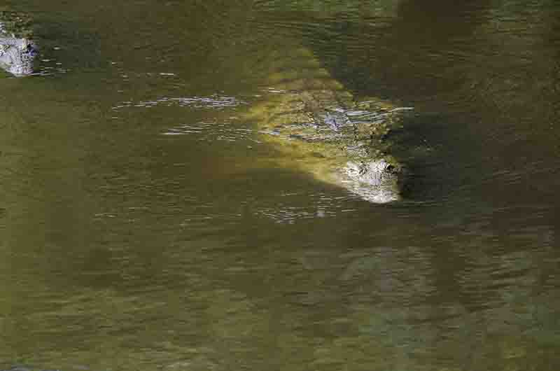 Cocodrilo - parque nacional de las cataratas Murchison - Uganda.jpg
